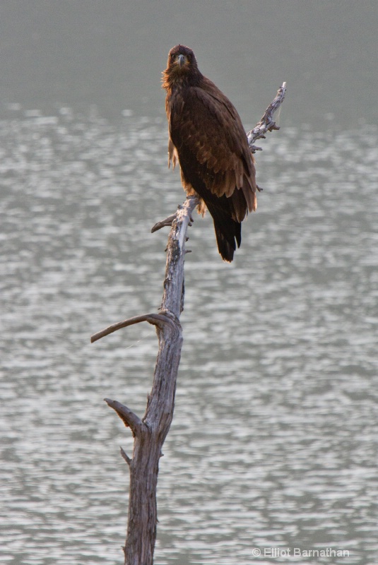 Golden Eagle