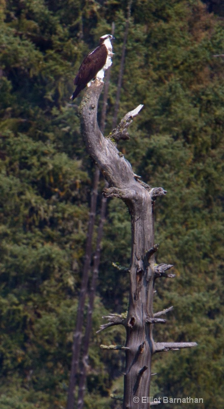 Osprey