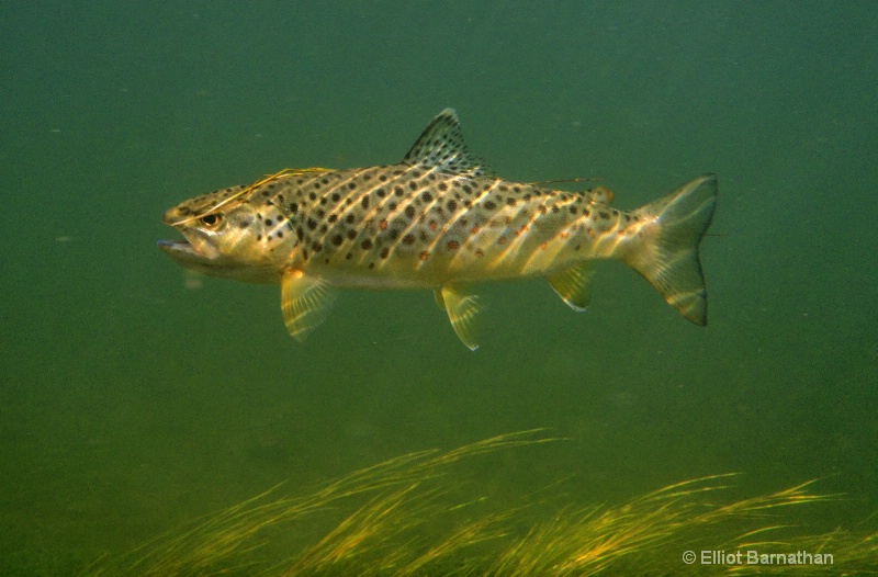 Brown Trout