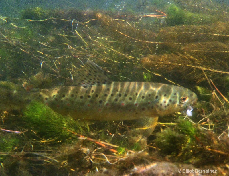 Brown Trout Hiding