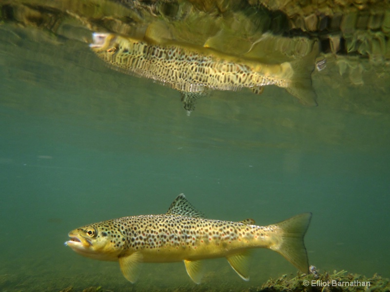 Brown Trout Reflections