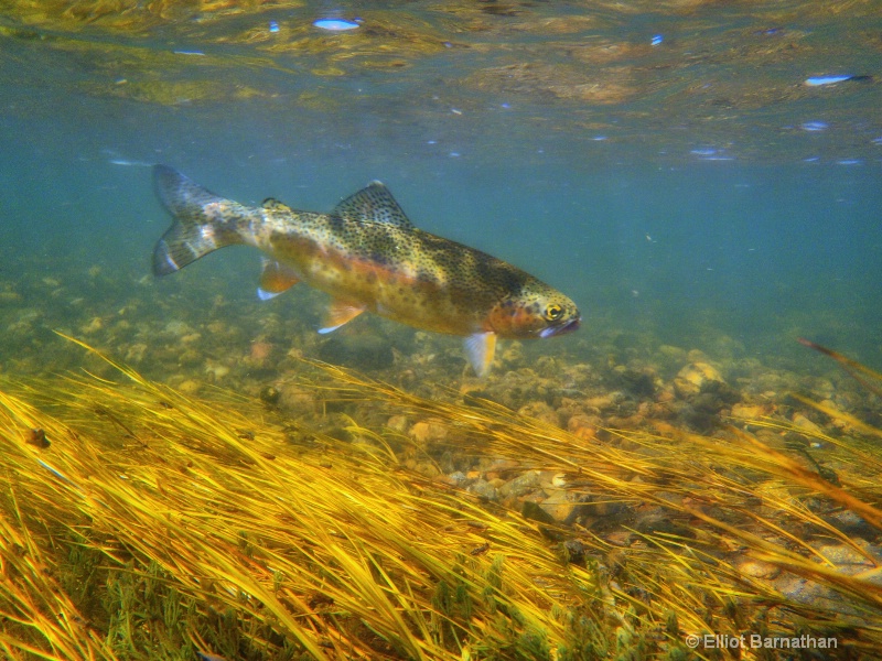 Rainbow Trout