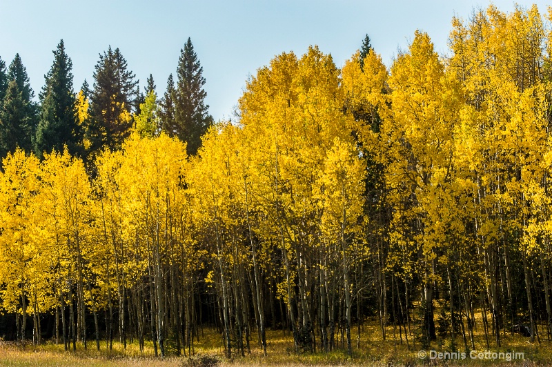 Aspens 15