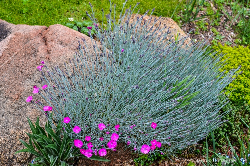 Dianthus gratianopolitanus