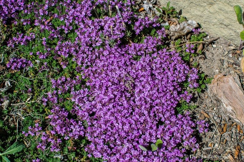 Creeping thyme (Thymus serphyllum)