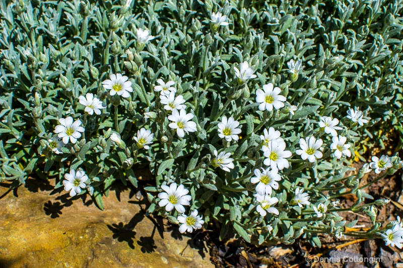 Cerastium tomentosum