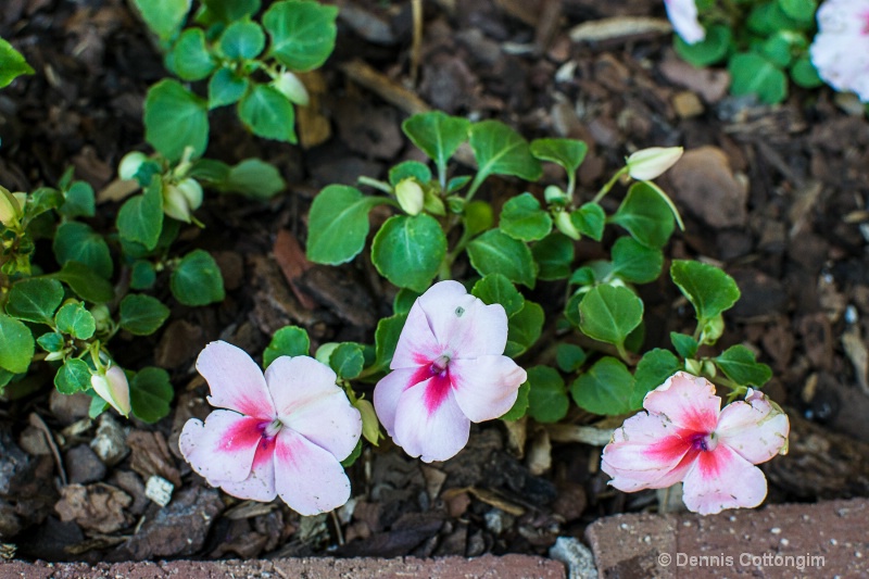 Impatiens