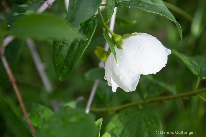 Mock orange (Philadelphus sp.)