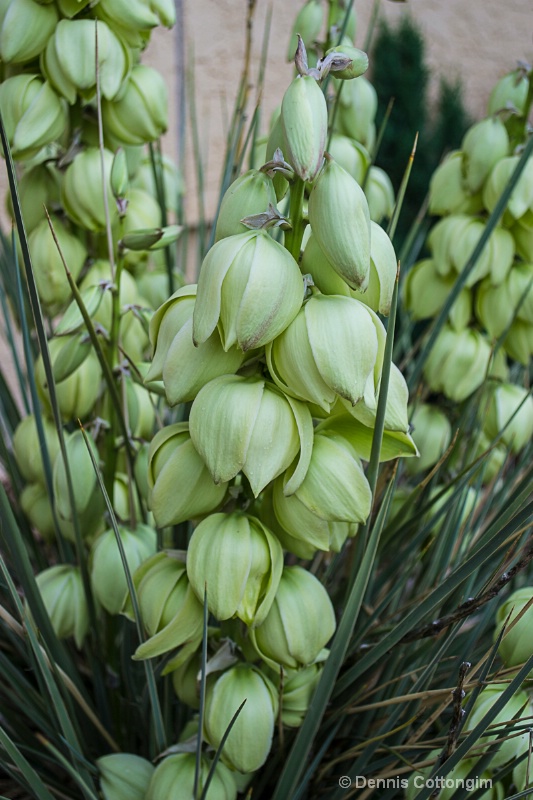 Yucca glauca