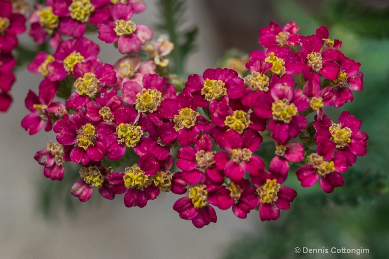 Yarrow (Achillea millefolium cv.)