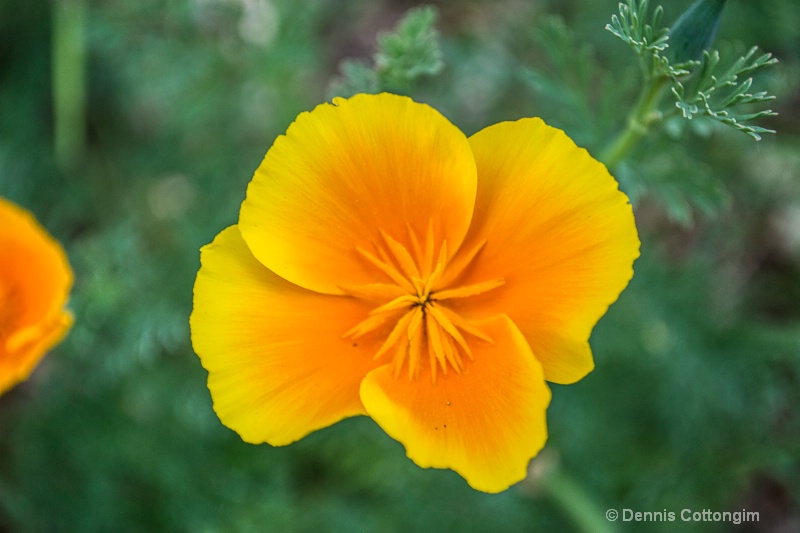 California poppy (Eschscholzia californica)