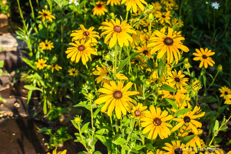 Black-eyed Susan (Rudbeckia hirta)