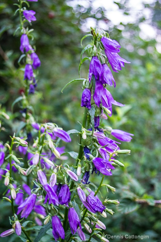 Rover bellflower (Campanula rapunculoides)