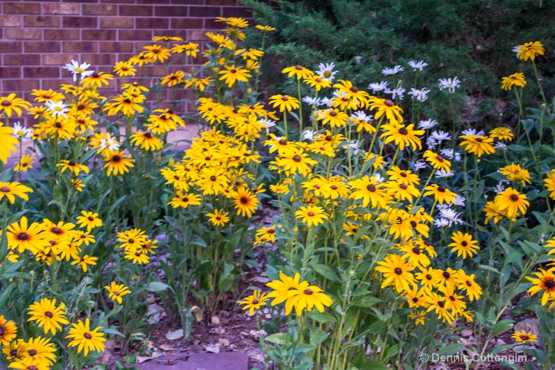 Black-eyed Susan (Rudbeckia hirta)