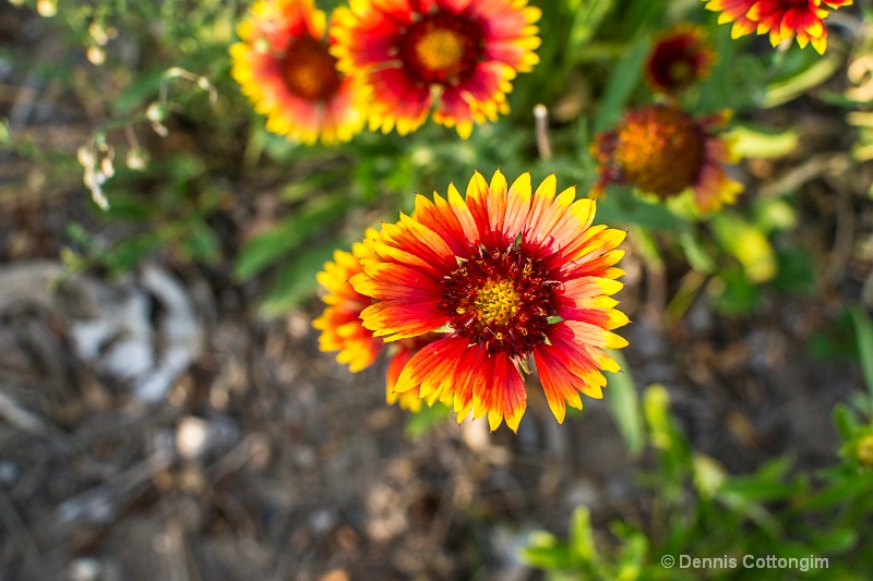 Gaillardia aristata