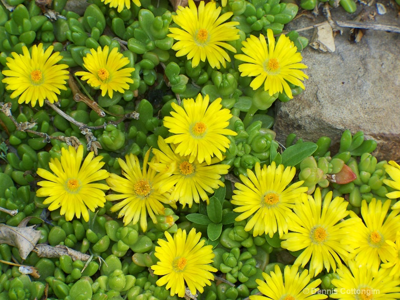 Delosperma