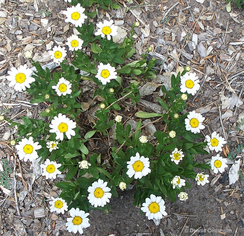 Shasta daisy (Leucanthemum cv.)