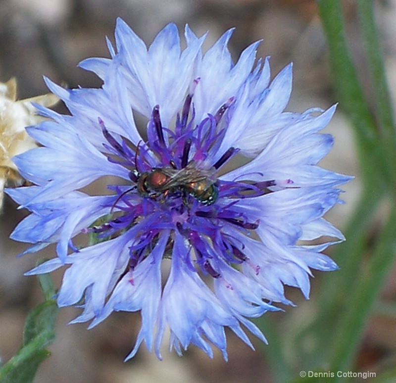 Bachelor Button (Centaurea cyanus)