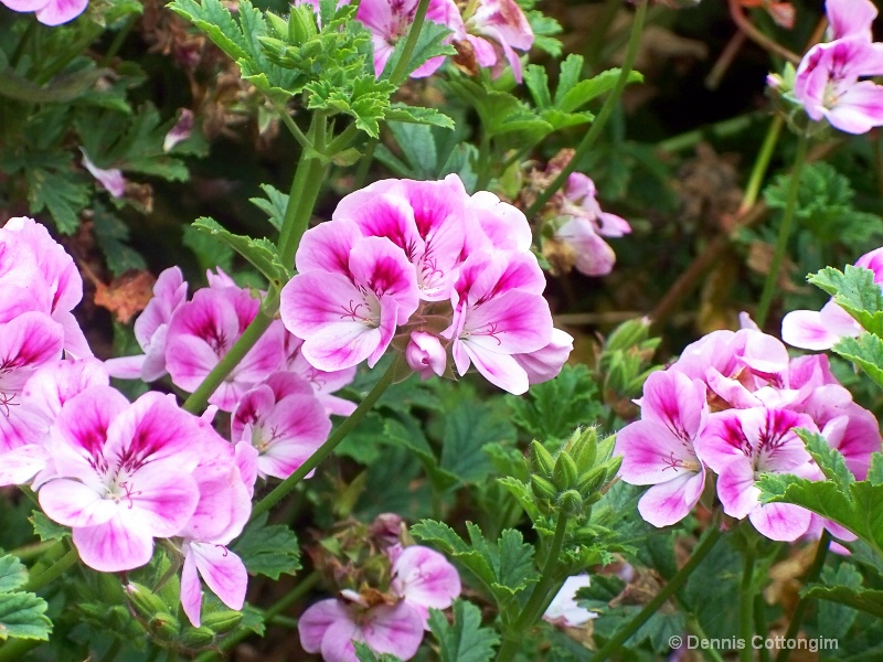 Geranium (Pelargonium cv.)