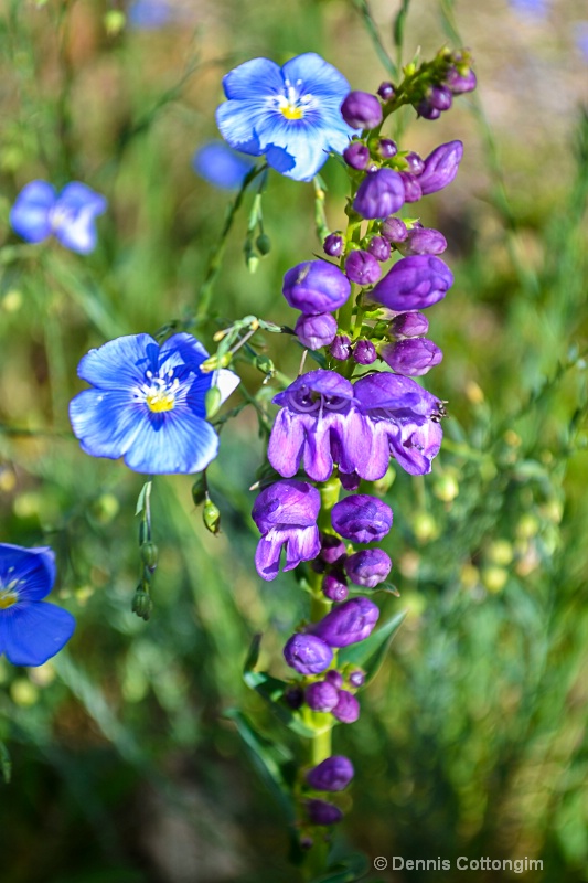 Blue flax (Linum perenne) and penstemon 