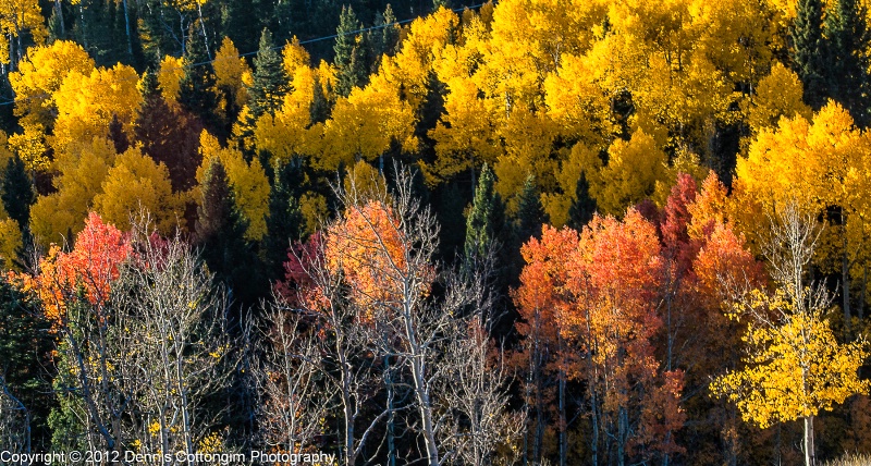 aspens-9