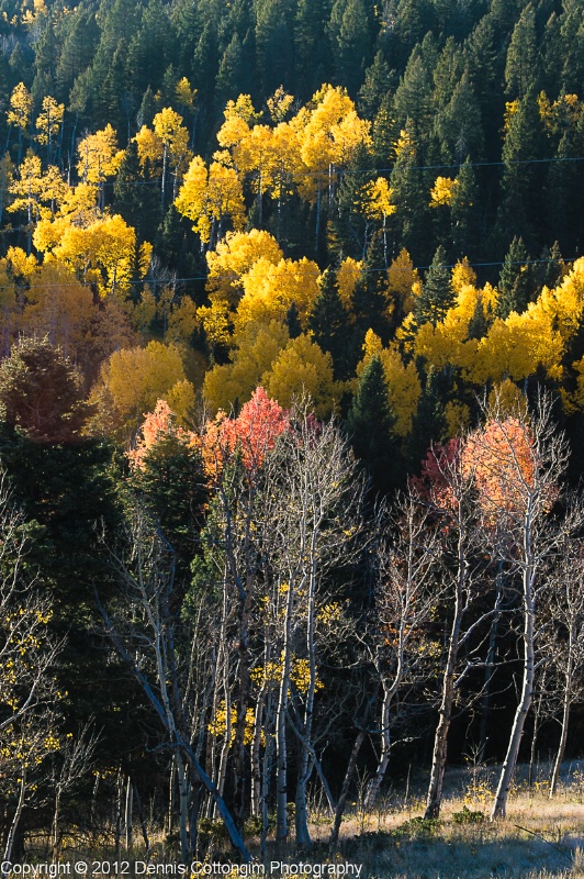 aspens-10