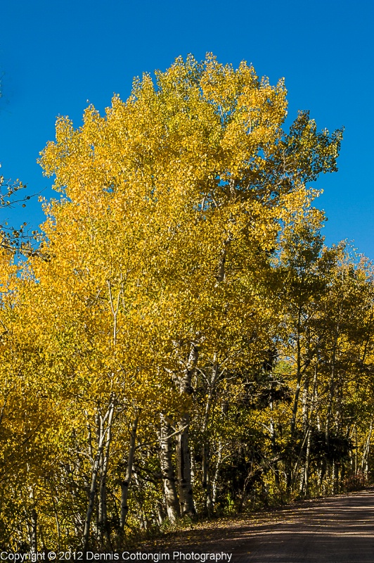 aspens-16