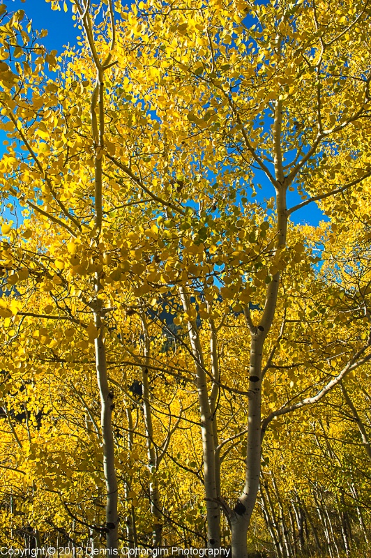 aspens-17