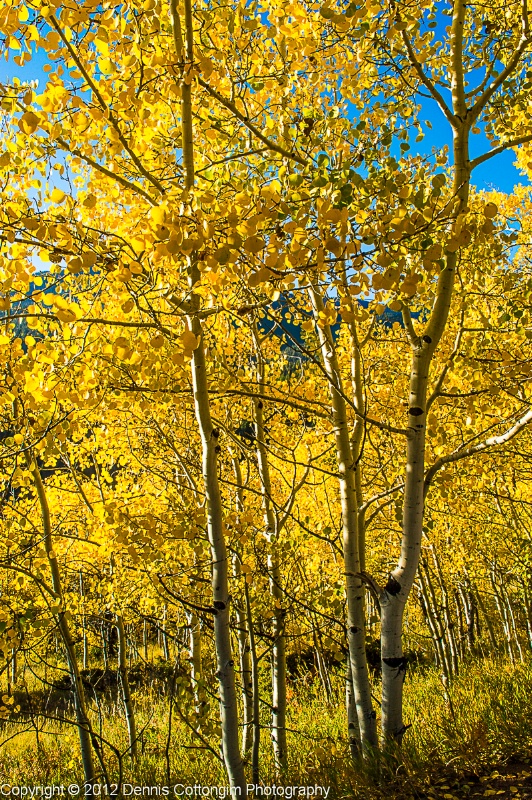 aspens-18