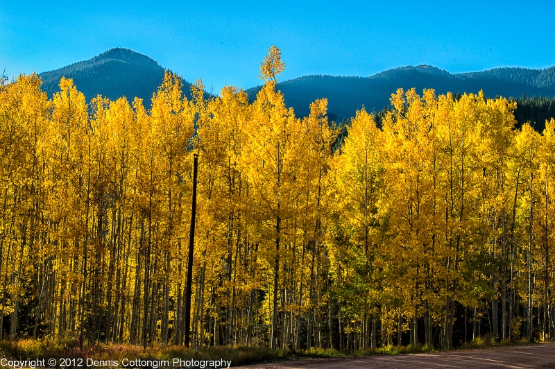 aspens-37