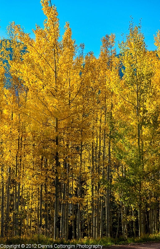 aspens-39