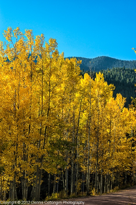 aspens-40