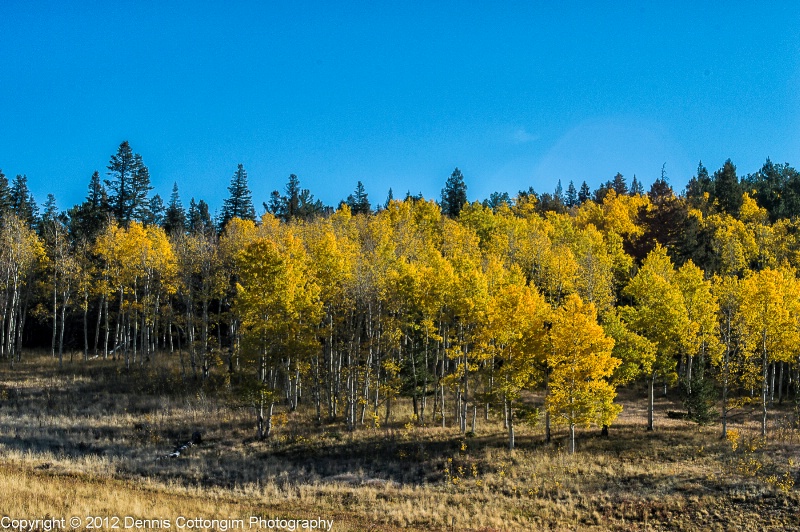 aspens-56