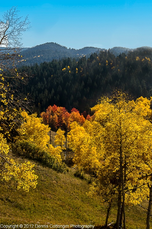 aspens-65