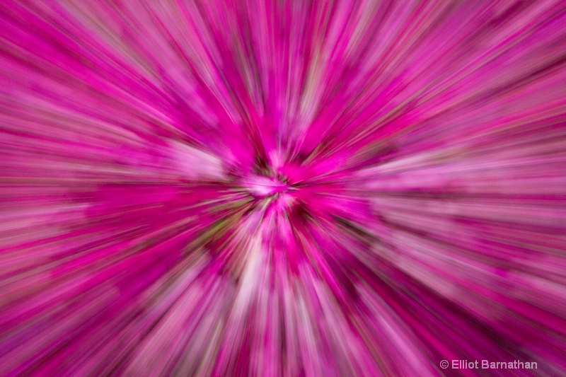 Floral Abstraction 4