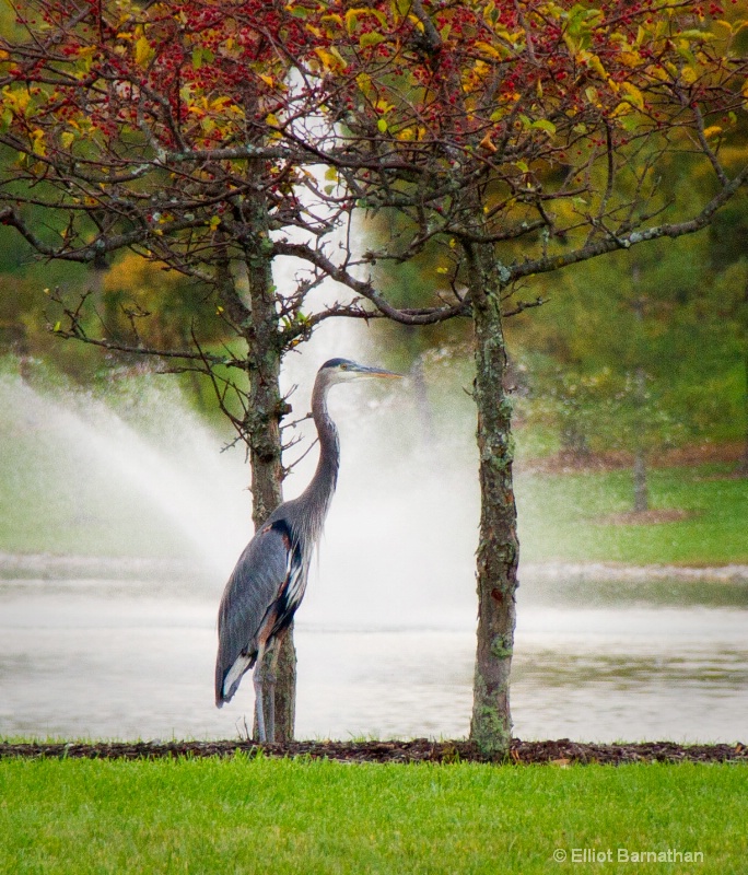 Blue Heron