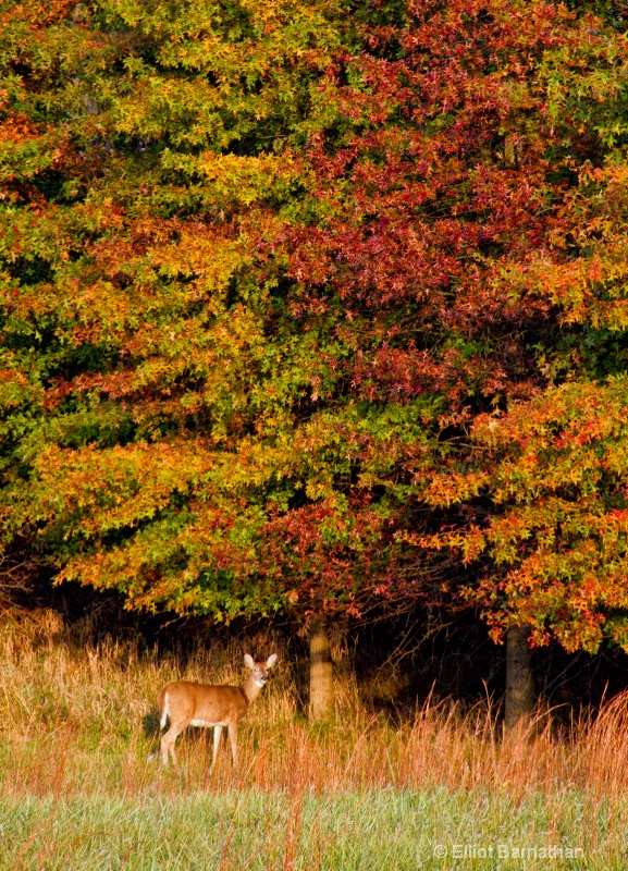 Fawn at Dawn