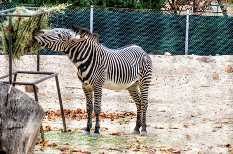 Zebra at Pueblo Zoo