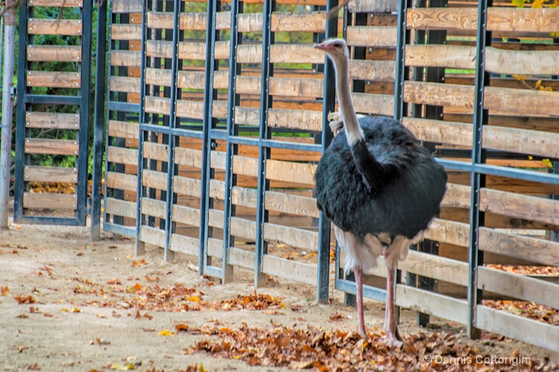 Ostrich at Pueblo Zoo