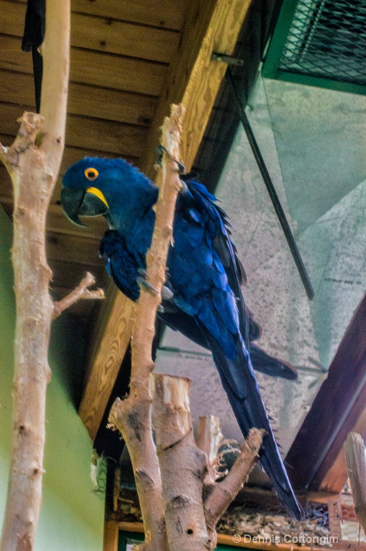 Hyacinth Macaw at Pueblo Zoo