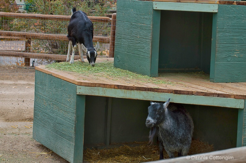 Sheep at Pueblo Zoo