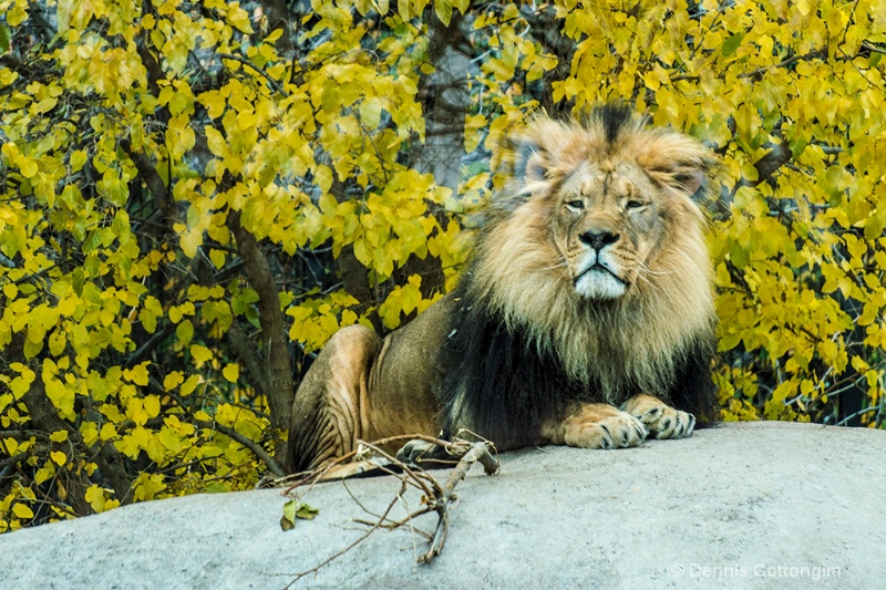 Lion at Pueblo Zoo