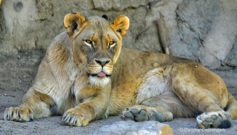 Lion at Cheyenne Mountain Zoo