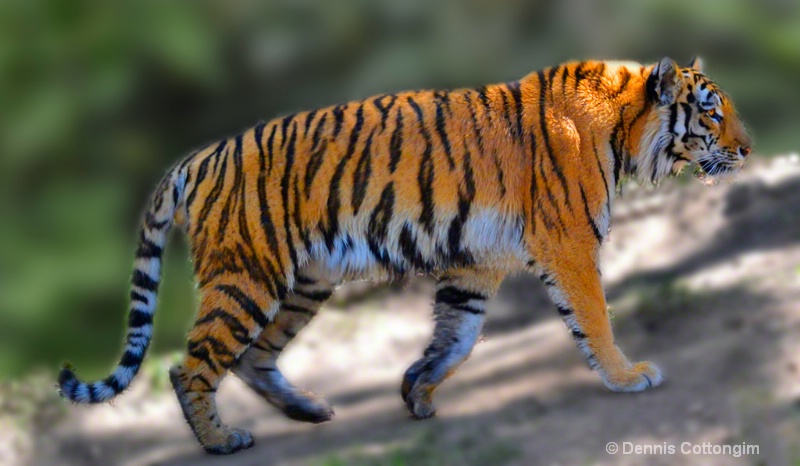 Tiger at Cheyenne Mountain Zoo