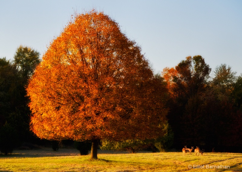 Fall Palette 4