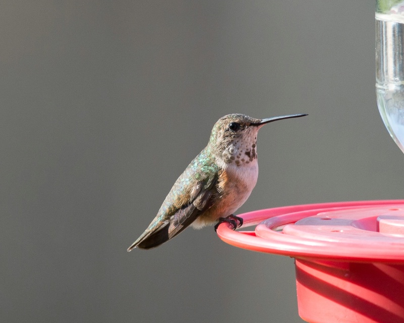 Rufous Hummingbird - Nov. 29th, 2012