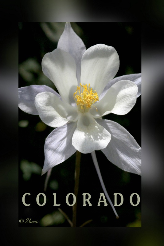 Colorado Columbine