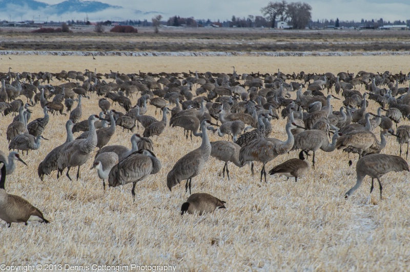 Monte Vista Crane Festival, March 2013 #1