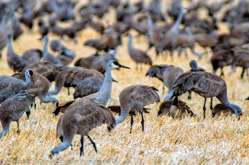 Monte Vista Crane Festival, March 2013 #3