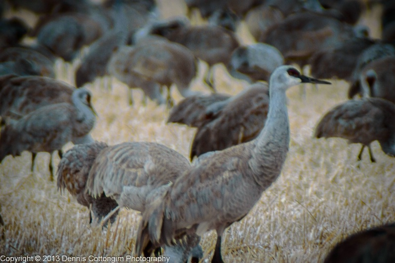 Monte Vista Crane Festival, March 2013 #5